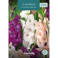 Glaieul Old English mélange 12/14