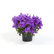 Campanule pot 10.5cm