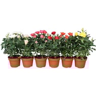 Rosier pot 12cm
