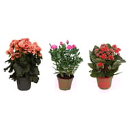 Plante fleurie mixte pot 14cm