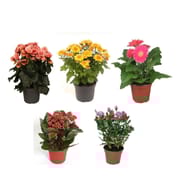 Plante fleurie mixte pot 12cm