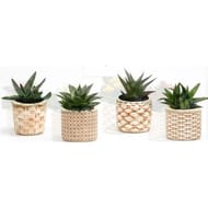 Succulente mix avec pot décor