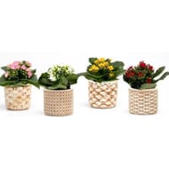 Kalanchoé avec pot décor