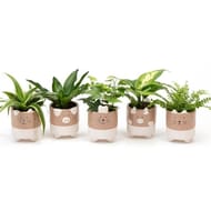 Plante verte mix avec pot décor