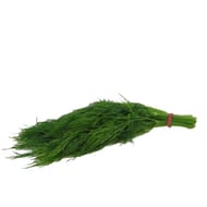 Aneth fraiche botte