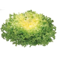 Salade frisée pièce