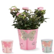 Rosier pot de 12 cm dans un cache pot diam. 13 cm