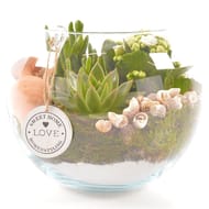 Compo 3 plantes boule verre