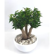 Ficus 3 branches pot en céramique blanc 18 cm