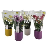 Orchidée multiflora pastello