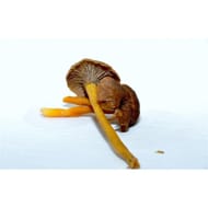 CHANTERELLE GRISE LE KILO