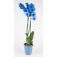 Phalaenopsis bleu pot 12cm céramique