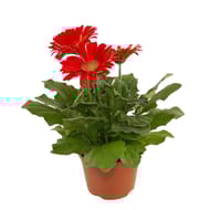 Gerbera pot 12cm