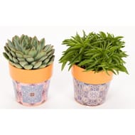 Succulente pot 12cm céramique