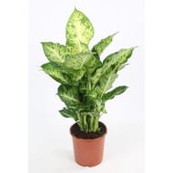Dieffenbachia pot 17cm