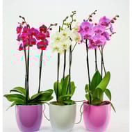 Phalaenopsis duetto pot 12cm céramique