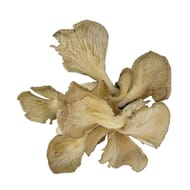 CHAMPIGNON PLEUROTE VRAC