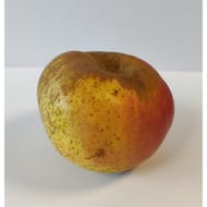 Pomme reinet armorique vra