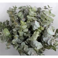 Eucalyptus
