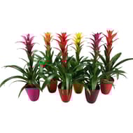 Guzmania céramique en pot de 13 cm