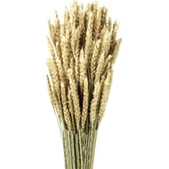 Blé séché lamboo