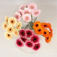 Bouquet de 6 germini