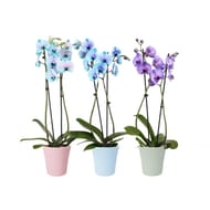Orchidée teintée 2 tiges d: 12 cm h: 55-68 cm