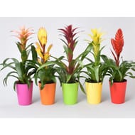 Bromelia avec ananas