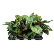 Alocasia calathea