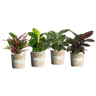 Mix calathea et philodendron pot 12cm gobelet