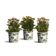 Kalanchoé pot 12cm gobelet
