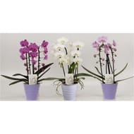 Phalaenopsis cascade 2T pot 12cm zinc