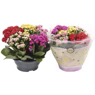 Coupe kalanchoé cinq coloris pot 23cm