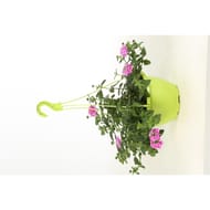 Verbena pot suspension 25cm