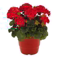 Géranium mojo pot 4.5l