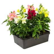 Muflier - barquette de 6 plants godets de 8cm