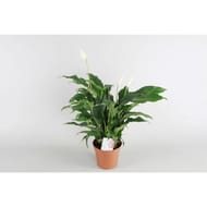Spathiphyllum p17