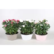 Coupe rosier pot 20 cm zinc