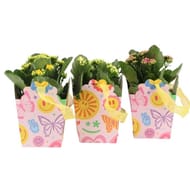 Kalanchoe pot 10,5 dans un sac