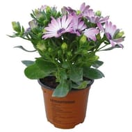 Osteospermum pot de 0,5l