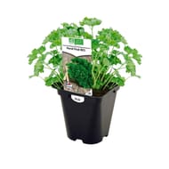 Persil frisé bio pot 0.5 litre
