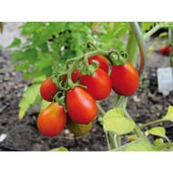 Tomate poire rouge barquette 6 plants