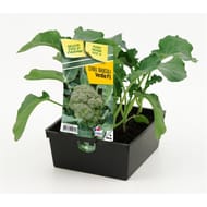 Chou brocoli