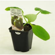 Courgette de Nice pot 0.5L