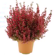 Erica gracilis pot 1L