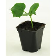 Concombre raider F1 pot de 0.5L