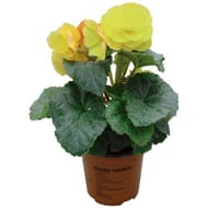 Begonia tubureux pot de 10.5 cm