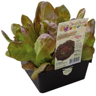 Laitue merveille des 4 saisons 12 plants