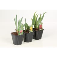 Iris germanica mix conteneur d'1.5 litre