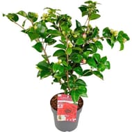 Camelia 3l
